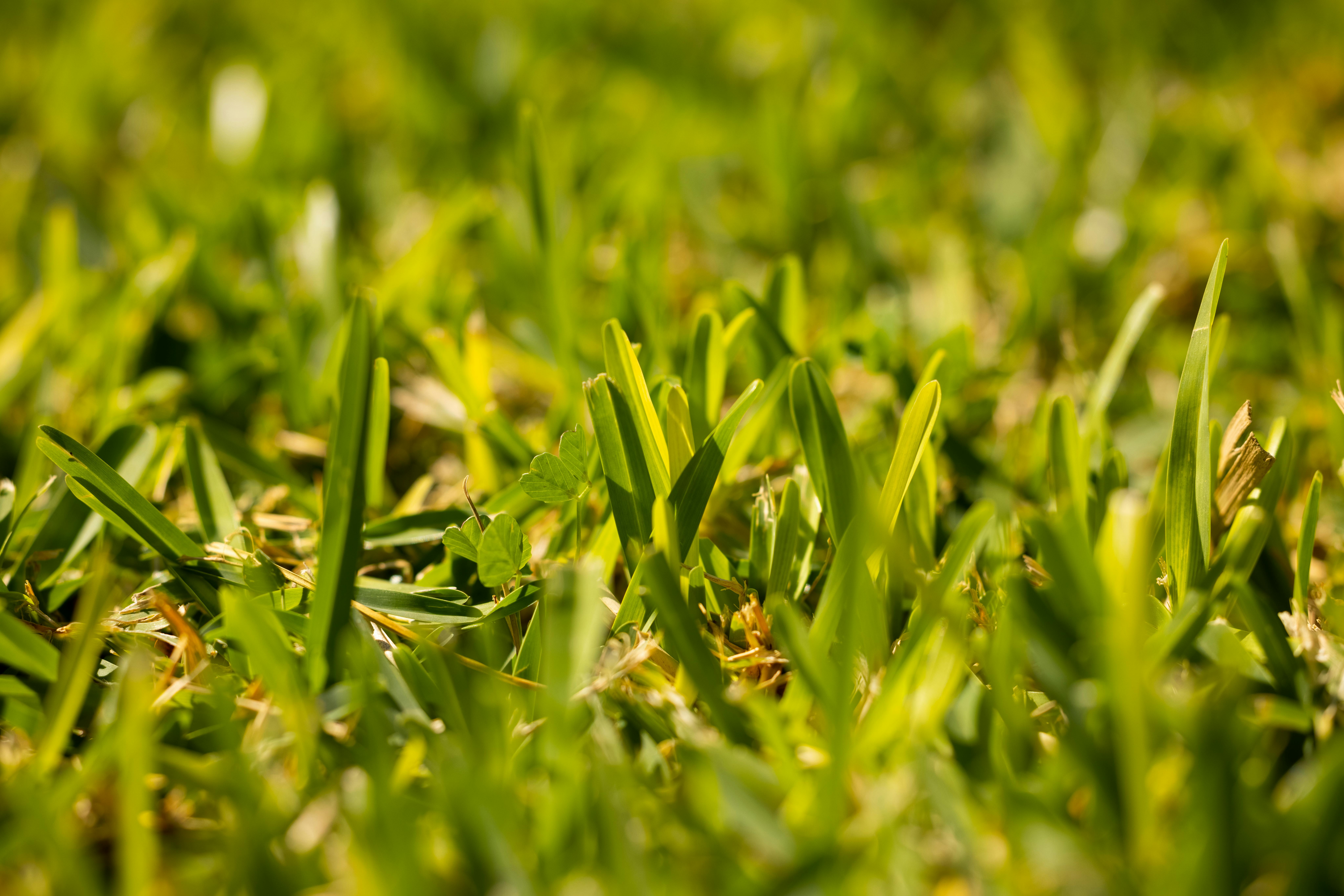 Lawn mowing crew and equipment servicing Denver neighborhood
