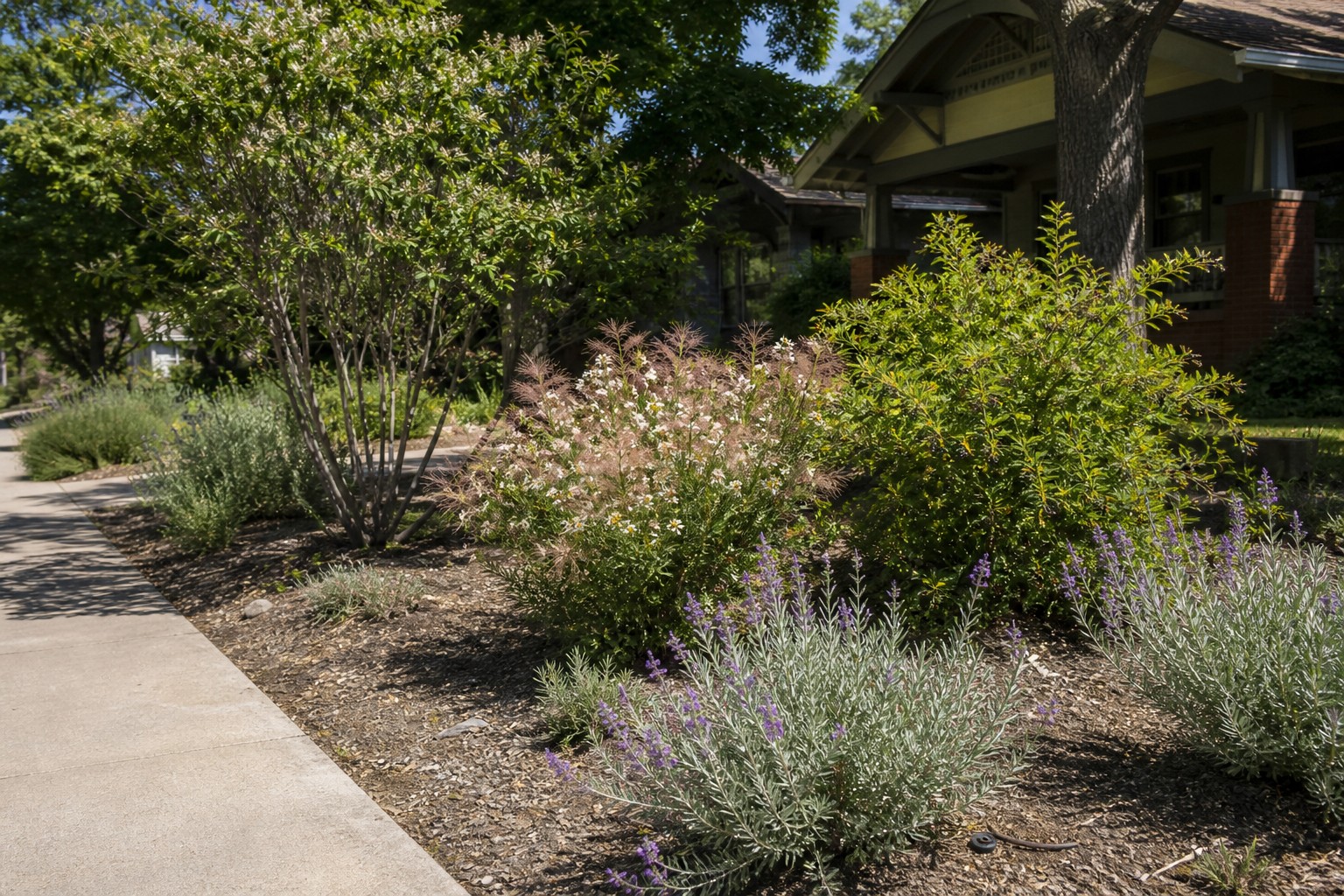 Layered Denver planting with native flowering shrubs sized and spaced for sun and light shade