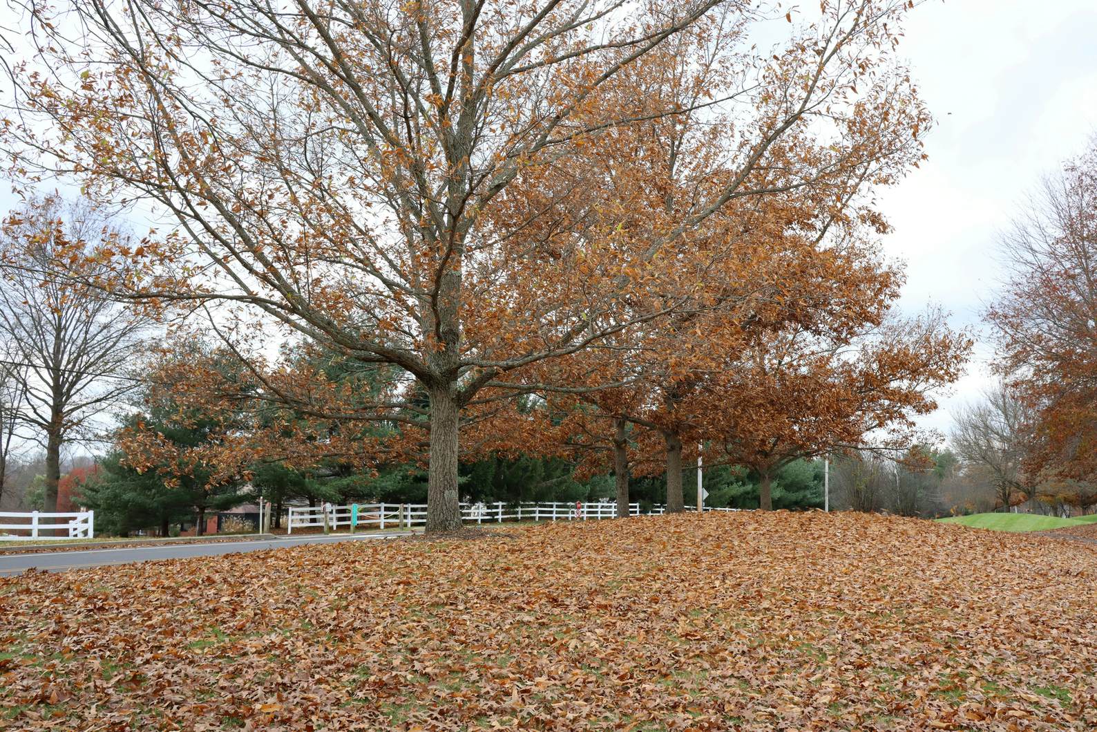 Fall leaf removal service Denver Colorado residential property